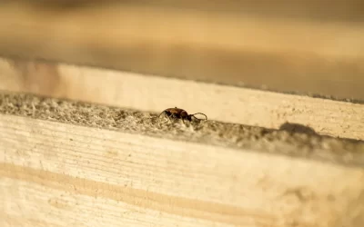 How to Prevent Moisture-Related Pest Problems